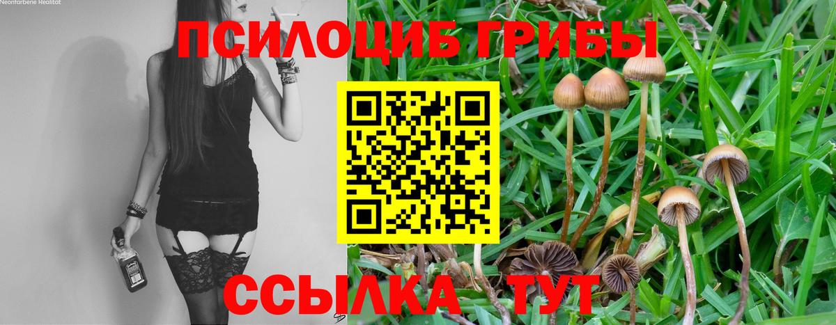Галлюциногенные грибы Psilocybe Волгоград